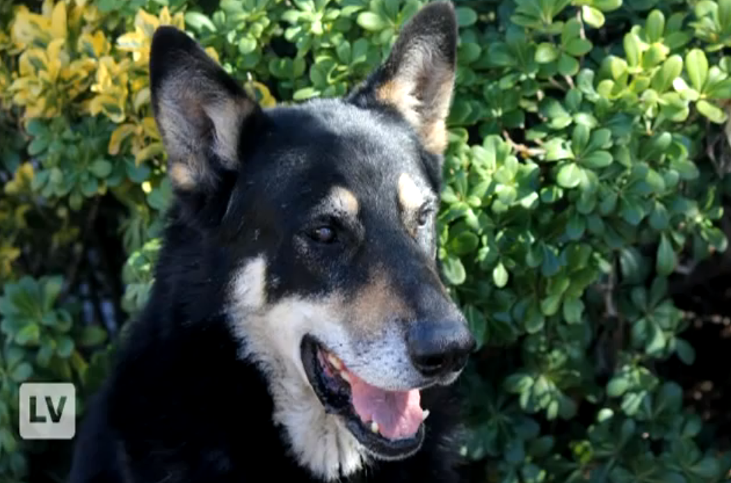 Schäfer, Husse, Hund